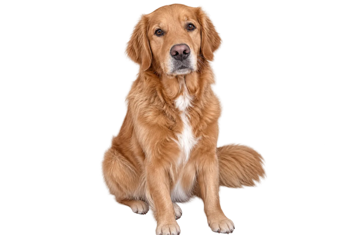 After: Golden retriever cut out from the sofa background as a transparent PNG