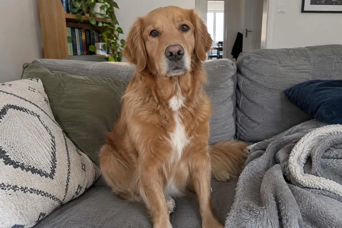 Before: Golden retriever cut out from the sofa background as a transparent PNG