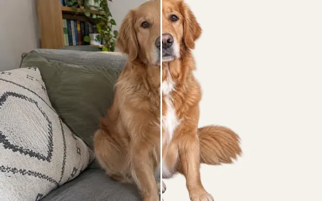 Before and after: Golden retriever cut out from the sofa background as a transparent PNG